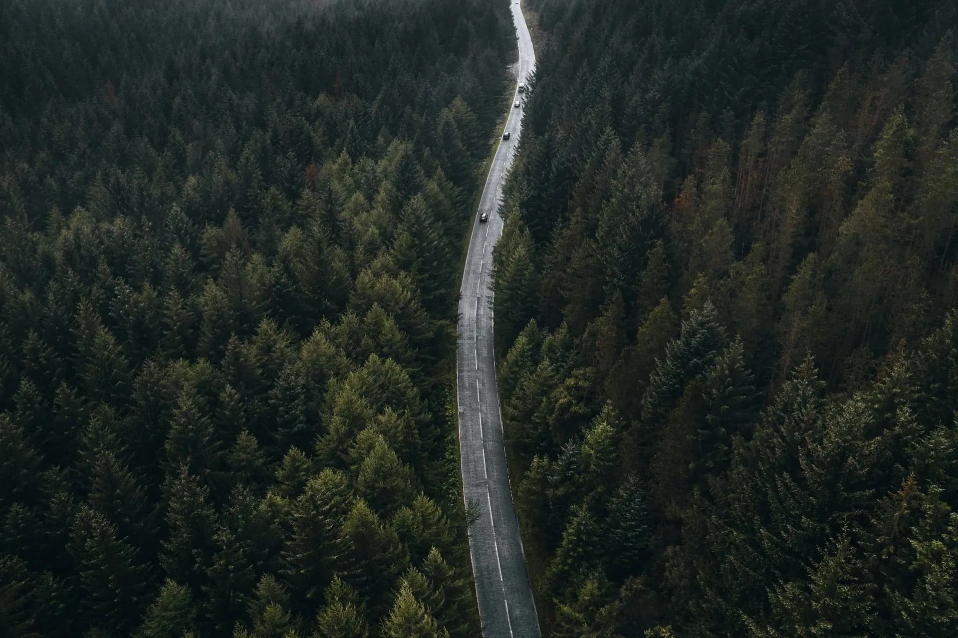 Un camino de dos carriles visto desde el aire, cruzando un bosque denso y perdiéndose en la niebla.